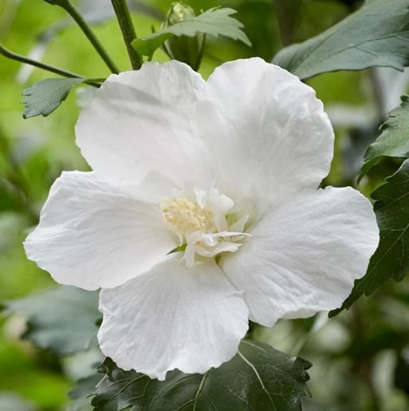 White Rose of Sharon Live Plant – Quart Pot – White Flowering Shrub – Outdoor - Image 5