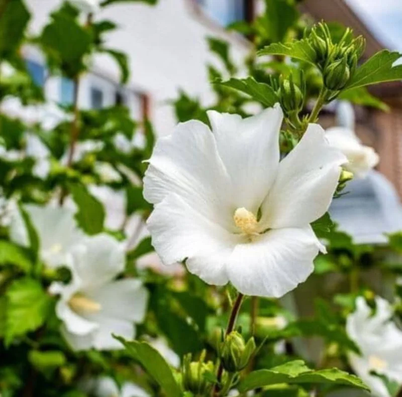 White Rose of Sharon Live Plant – Quart Pot – White Flowering Shrub – Outdoor - Image 7