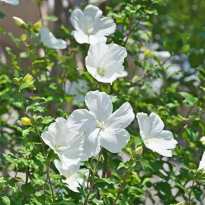 White Rose of Sharon Live Plant – Quart Pot – White Flowering Shrub – Outdoor - Image 8