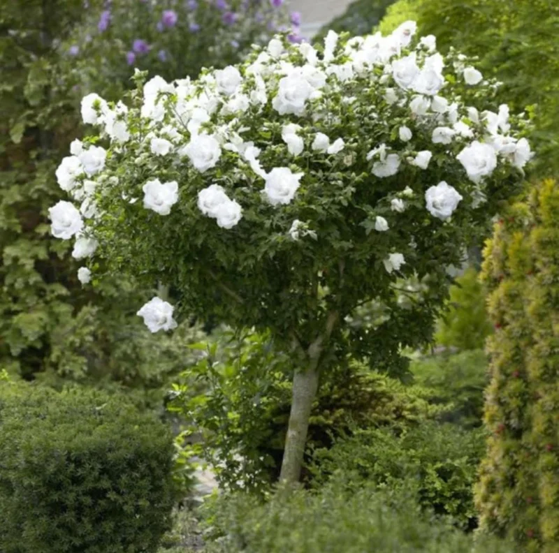 White Rose of Sharon Live Plant – Quart Pot – White Flowering Shrub – Outdoor - Image 1