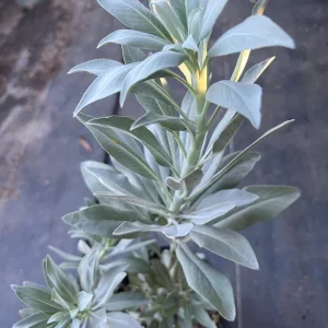White Sage Live Plant - Herb, 1 Gallon Pot, 1-2ft Tall, Outdoor - Image 2