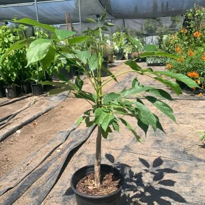 White Sapote Live Plant - 1-2 ft Tall Fruit Tree in 6 inch Pot - Image 2