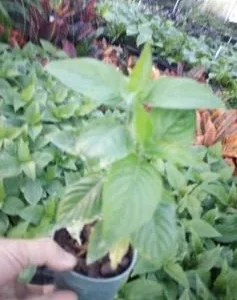 White Shrimp Plant Justicia Carnea Live Plant – 4 inch Pot – Easy Care Indoor/Outdoor - Image 2