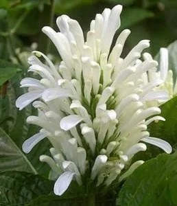 White Shrimp Plant Justicia Carnea Live Plant – 4 inch Pot – Easy Care Indoor/Outdoor - Image 1