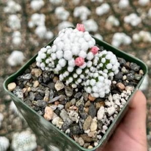 White Snowcap Cactus Mammillaria Gracilis Live Plant – Rare Cactus 2", 3.5", 6" Pot - Image 2