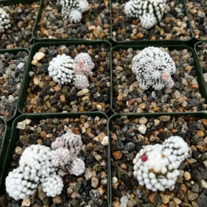 White Snowcap Cactus Mammillaria Gracilis Live Plant – Rare Cactus 2