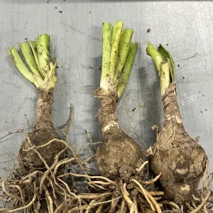 White Spider Lily Hymenocallis Bare Root - Fragrant Blooms, 3-4 ft Tall - Image 6