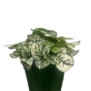 White Splash Polka Dot Plant - Hypoestes - Live Indoor Plant - 3.5" Pot - Image 2