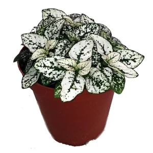 White Splash Polka Dot Plant - Hypoestes - Live Indoor Plant - 3.5