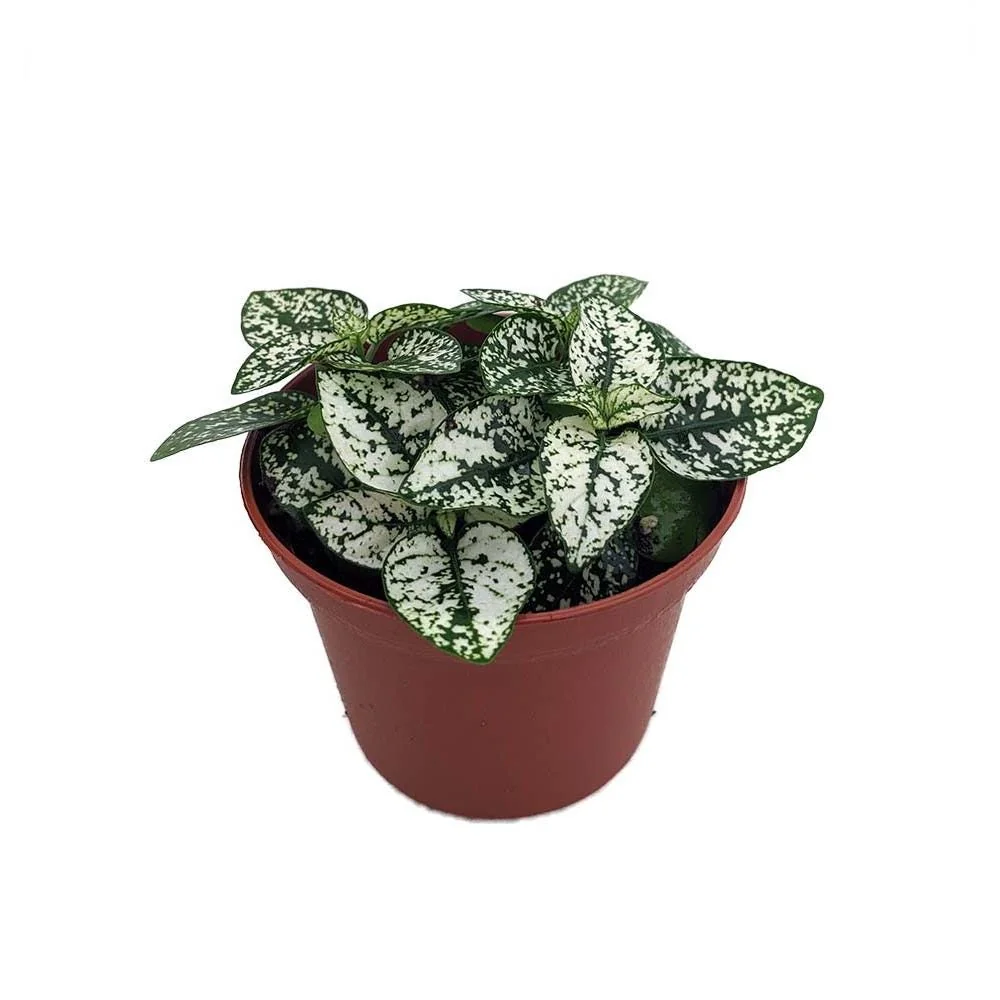 White Splash Polka Dot Plant - Hypoestes - Live Indoor Plant - 3.5" Pot - Image 1