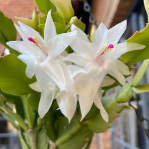 White Thanksgiving Cactus Live Plant – 2in Pot – Indoor Flowering - Image 3