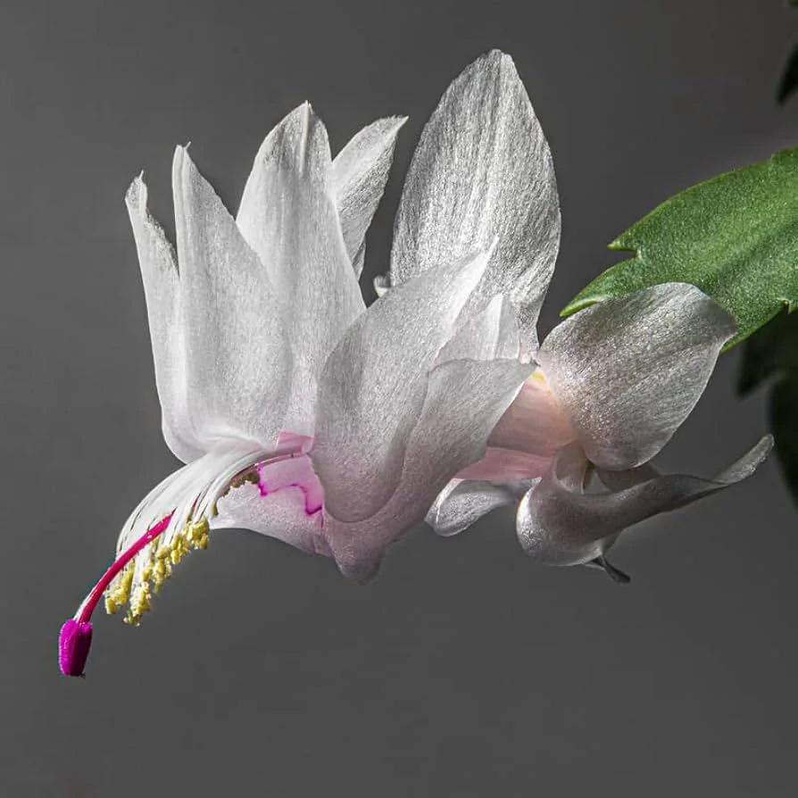 White Thanksgiving Cactus Live Plant – 6in Pot – Indoor Potted Houseplant - Image 2