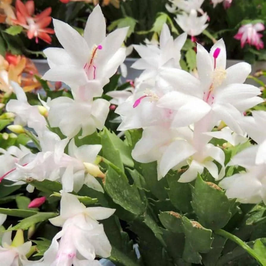 White Thanksgiving Cactus Live Plant – 6in Pot – Indoor Potted Houseplant - Image 1