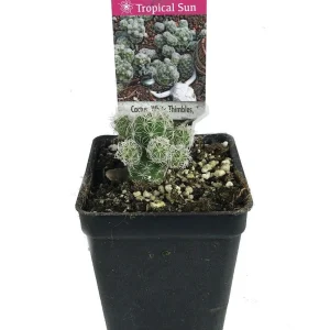 White Thimbles Cactus - Mammillaria gracilis - Live Plant - 2.5 inch Pot - Indoor/Outdoor - Image 1