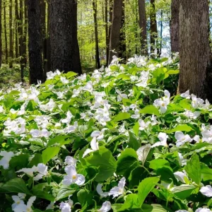White Trillium Bulbs - 5 Wood Lily Heirloom Perennials for Shade Gardens - Image 10