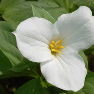 White Trillium Bulbs - 5 Wood Lily Heirloom Perennials for Shade Gardens - Image 2