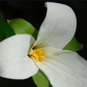 White Trillium Bulbs - 5 Wood Lily Heirloom Perennials for Shade Gardens - Image 3