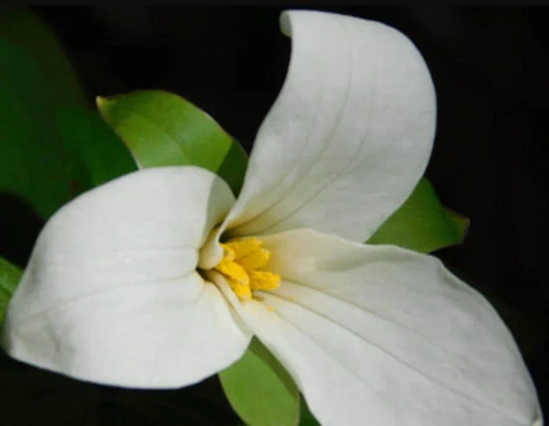 White Trillium Bulbs - 5 Wood Lily Heirloom Perennials for Shade Gardens - Image 3