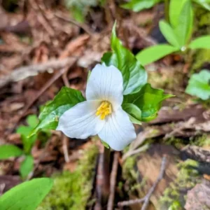 White Trillium Bulbs - 5 Wood Lily Heirloom Perennials for Shade Gardens - Image 4