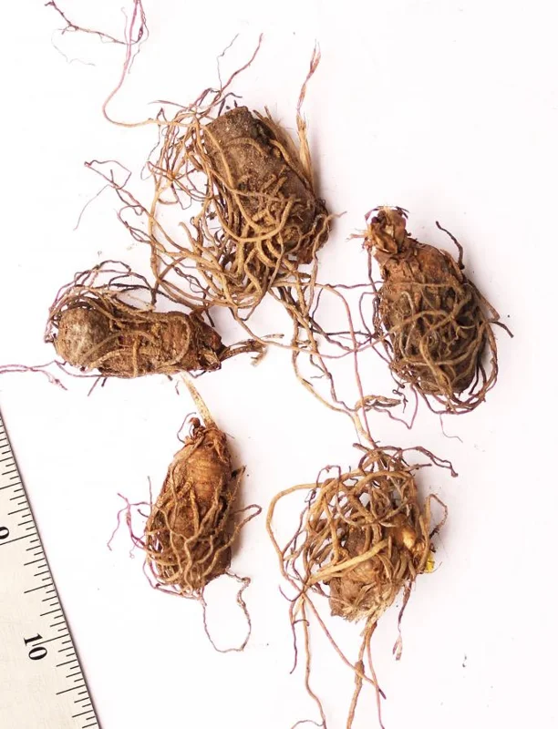 White Trillium Bulbs - 5 Wood Lily Heirloom Perennials for Shade Gardens - Image 5