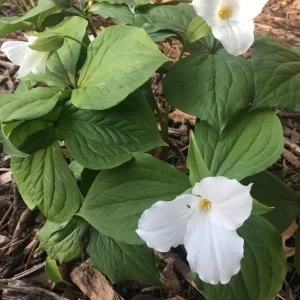 White Trillium Bulbs - 5 Wood Lily Heirloom Perennials for Shade Gardens - Image 7