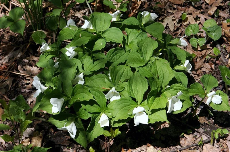 White Trillium Bulbs - 5 Wood Lily Heirloom Perennials for Shade Gardens - Image 8