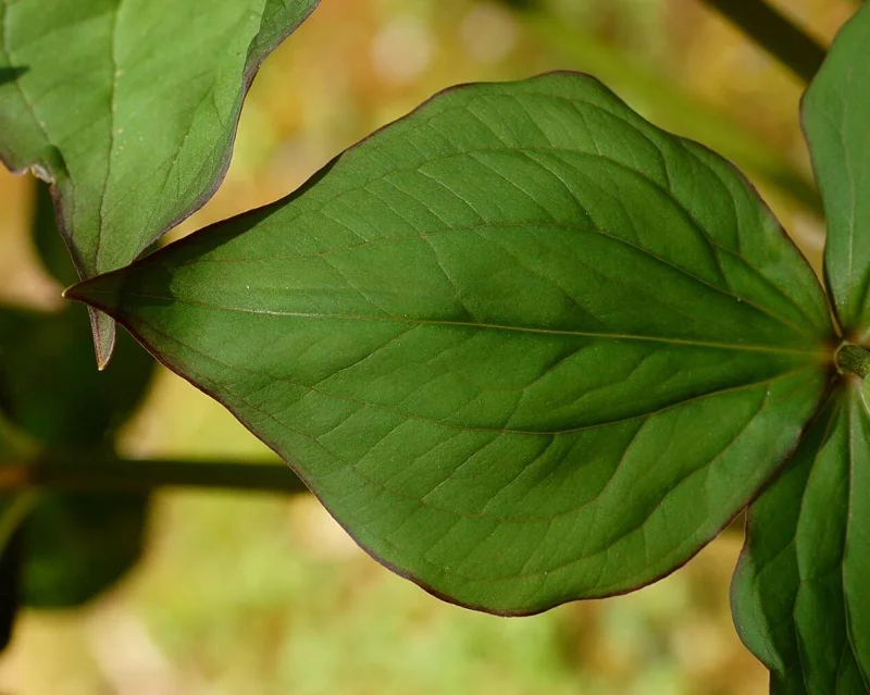 White Trillium Bulbs - 5 Wood Lily Heirloom Perennials for Shade Gardens - Image 9