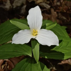 White Trillium Bulbs - 5 Wood Lily Heirloom Perennials for Shade Gardens - Image 1