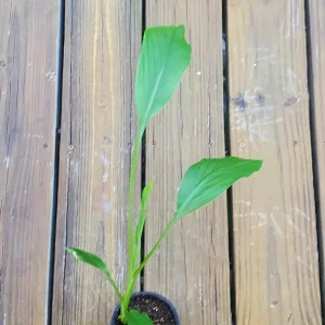 White Turmeric Live Plant (Curcuma Zeodaria) - Flowering Ginger Root 5-10 inches Tall - Image 2