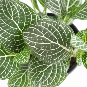 White Vein Fittonia Nerve Plant – Live Houseplant – 6 inch Hanging Basket - Image 2