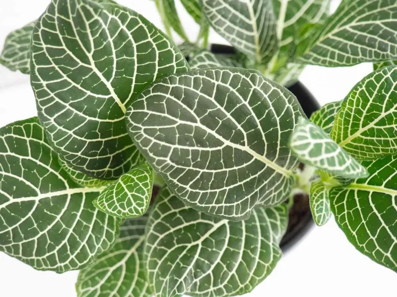 White Vein Fittonia Nerve Plant - 6" Hanging Basket Live Plant
