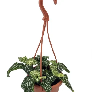 White Vein Fittonia Nerve Plant – Live Houseplant – 6 inch Hanging Basket - Image 1
