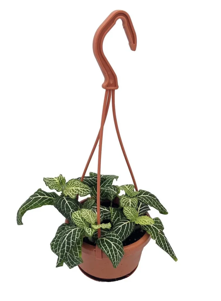 brasil vs rio philodendron Philodendron Rio  NurseryRx