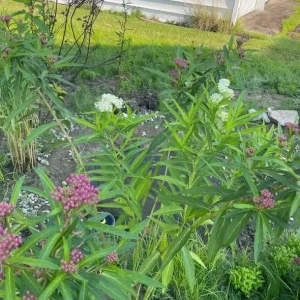 White Vining Milkweed Live Plant - 2-Pack, 4-6