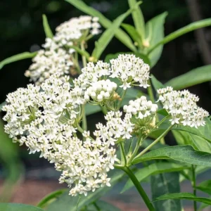 White Vining Milkweed Live Plant - 2-Pack, 4-6" Tall Asclepias Incarnata Starter for Monarchs, Outdoor - Image 2