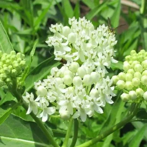 White Vining Milkweed Live Plant - 2-Pack, 4-6