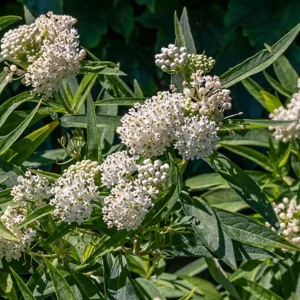 White Vining Milkweed Live Plant - 2-Pack, 4-6