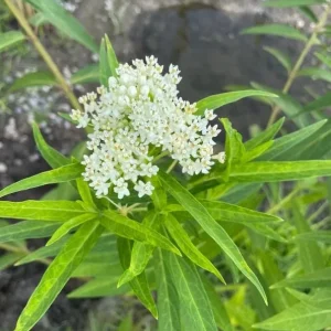 White Vining Milkweed Live Plant - 2-Pack, 4-6