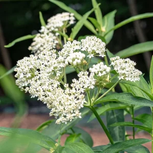 White Vining Milkweed Live Plants - 2 Pack, 3-6" Tall Asclepias perennis for Monarch Butterflies - Image 2