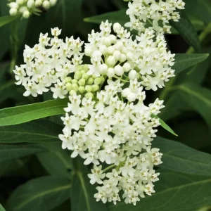 White Vining Milkweed Live Plants - 2 Pack, 3-6