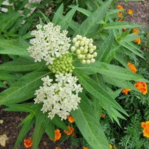 White Vining Milkweed Live Plants - 2 Pack, 3-6" Tall Asclepias perennis for Monarch Butterflies - Image 1