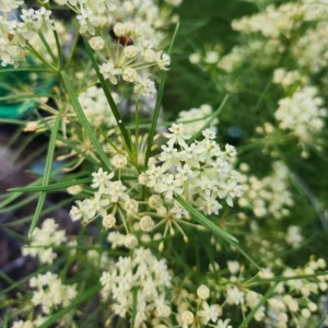 White Vining Milkweed Live Plants - 2 Pack, 3-6