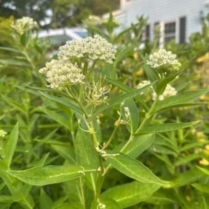 White Vining Milkweed Live Plants - 2 Pack, 3-6