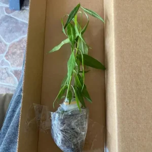 White Vining Milkweed Live Plants - 2 Pack, 3-6