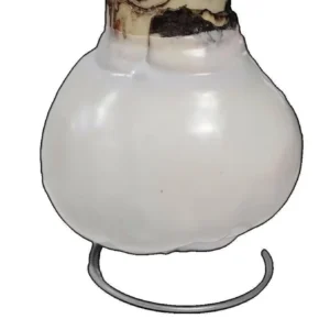 White Wax Amaryllis Bulb, 'Picasso' Variety, 32/34cm, Indoor No Water - Image 2