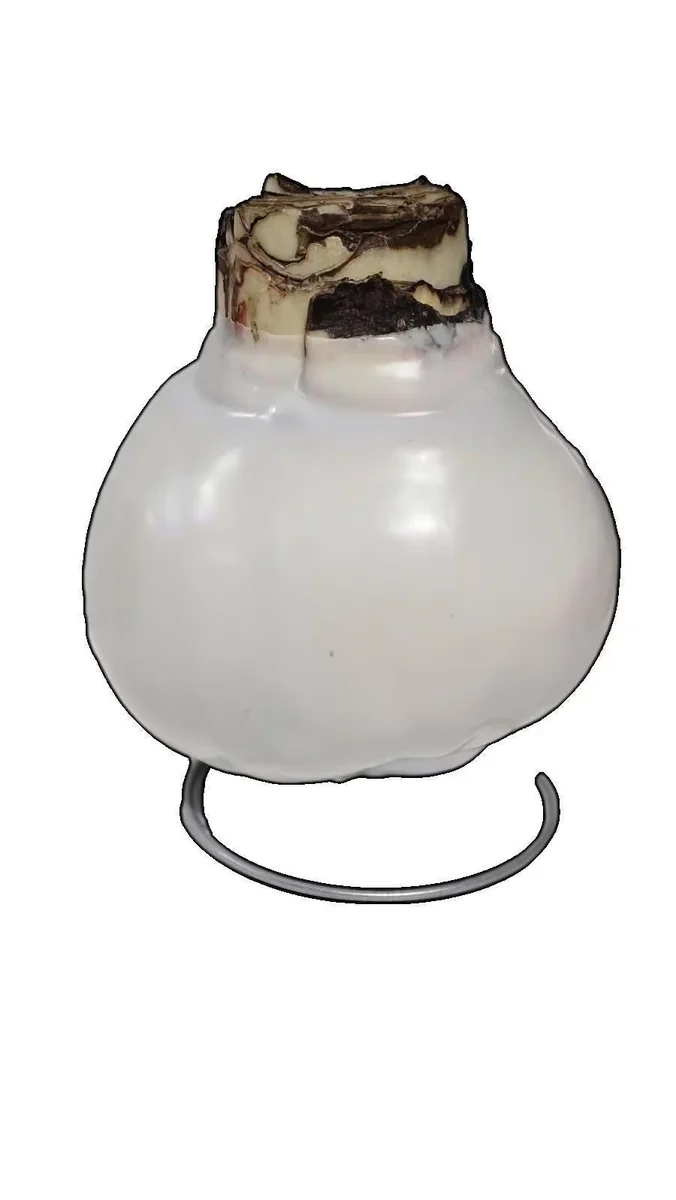 White Wax Amaryllis Bulb, 'Picasso' Variety, 32/34cm, Indoor No Water - Image 2