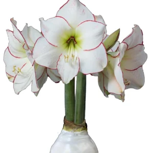 White Wax Amaryllis Bulb, 'Picasso' Variety, 32/34cm, Indoor No Water - Image 1