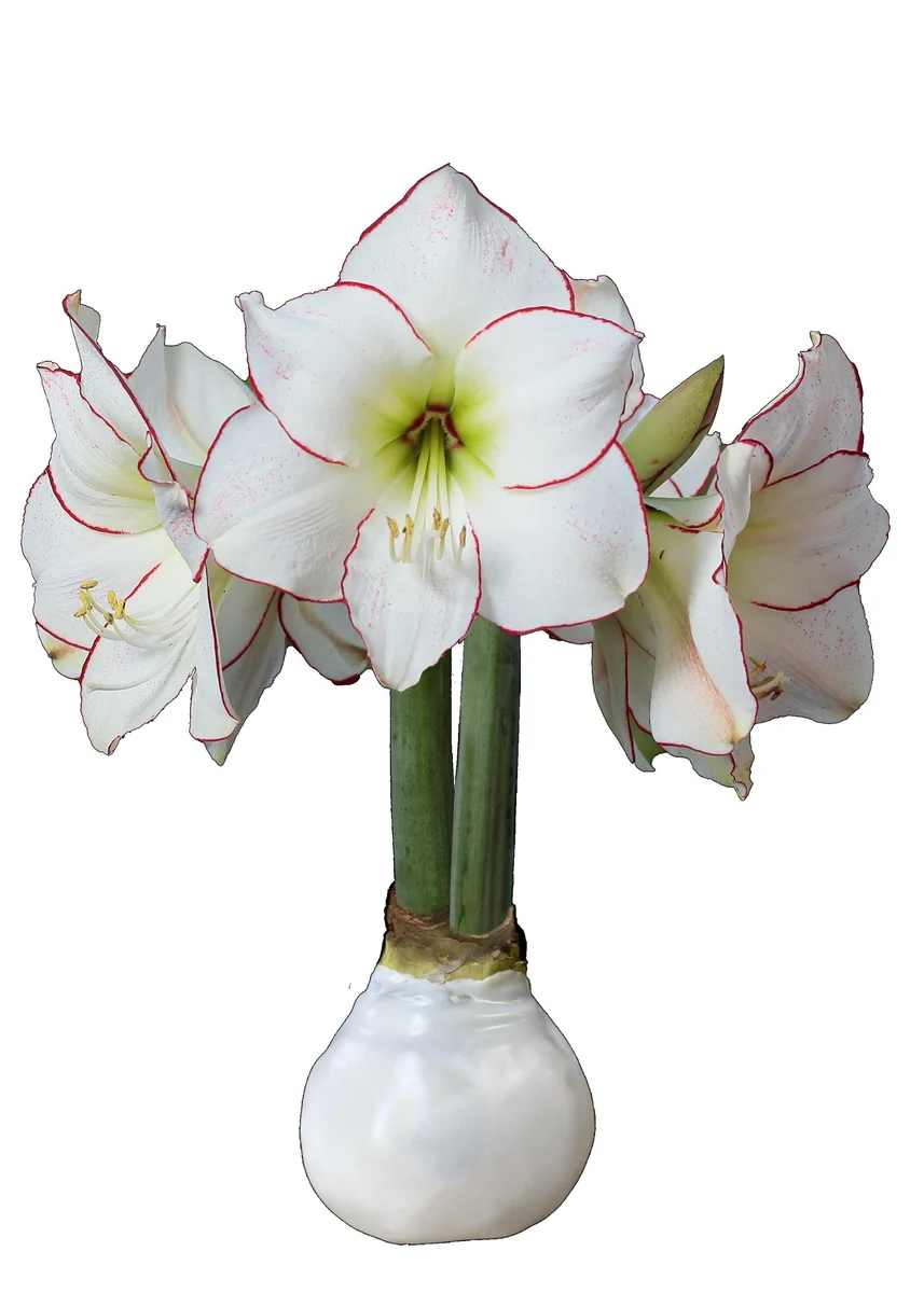 White Wax Amaryllis Bulb, 'Picasso' Variety, 32/34cm, Indoor No Water - Image 1