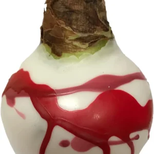 White Waxed Amaryllis Bulb 34/36cm - Victoria Amaryllis - Red & Pink Splatter - Image 2