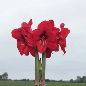 White Waxed Amaryllis Bulb 34/36cm - Victoria Amaryllis - Red & Pink Splatter - Image 3
